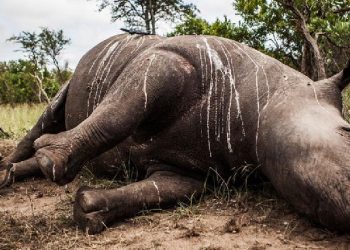 Gemstone Poaching and Its Threat to Endangered Species