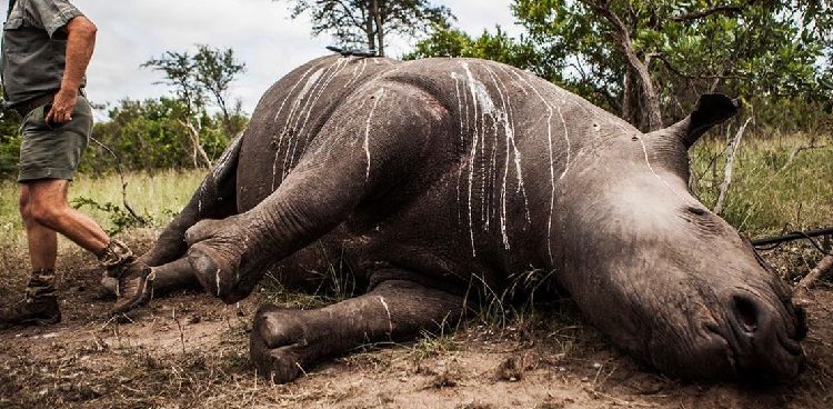 Gemstone Poaching and Its Threat to Endangered Species